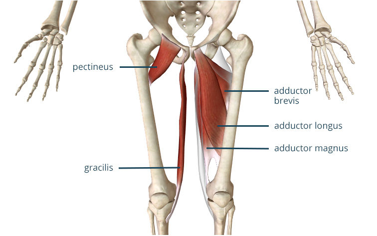 Adductor Brevis мышца