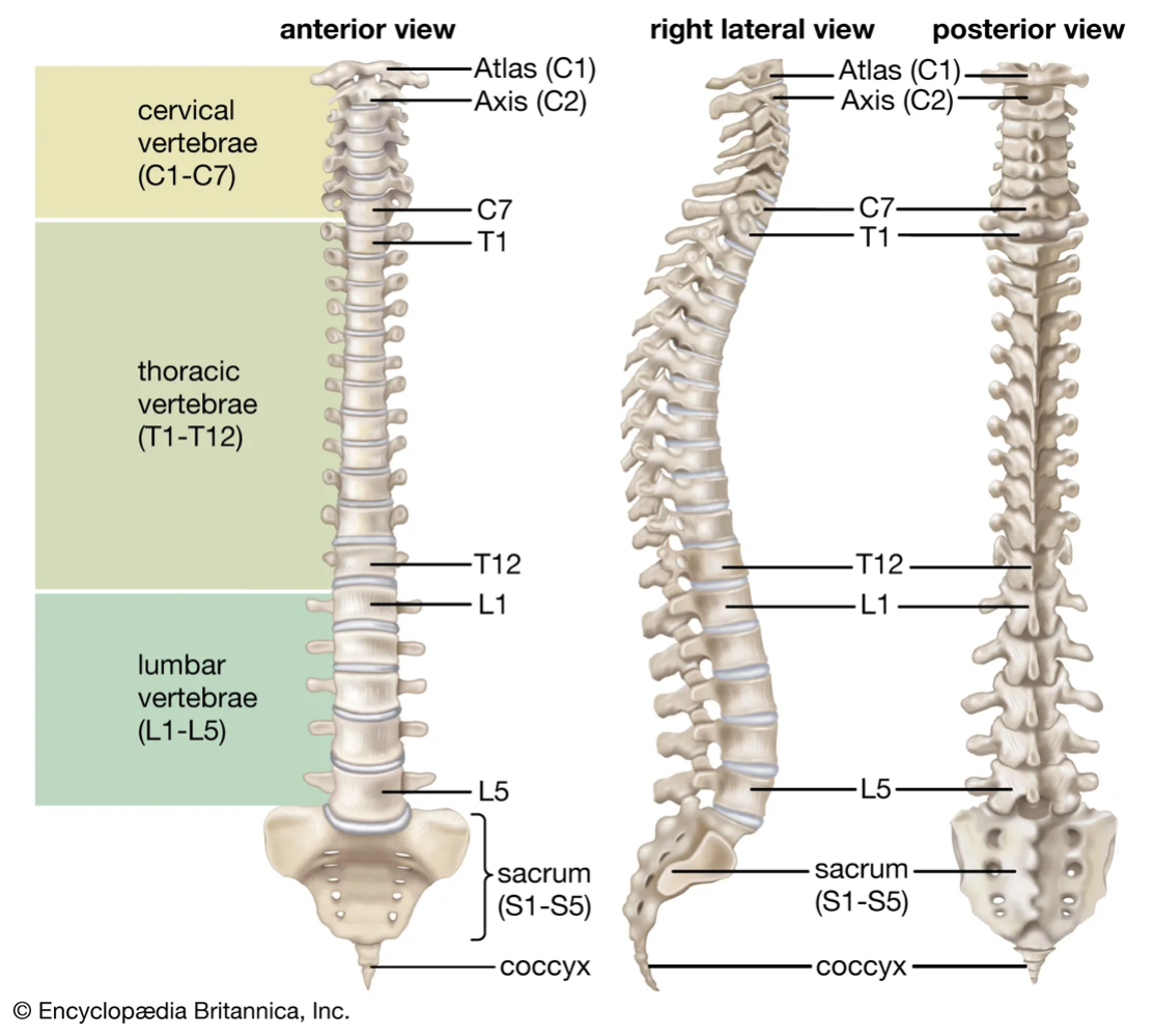 Lower Back Pain Causes: 8 Reasons for Sudden & Chronic Pain